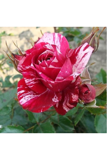 Троянда червоно-біла Арроу Фолієс - розпускання бутонів